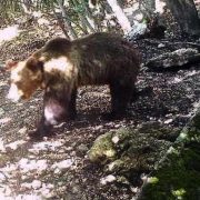 Costa: “l’orso M49 in Abruzzo? purtroppo non è una soluzione praticabile”