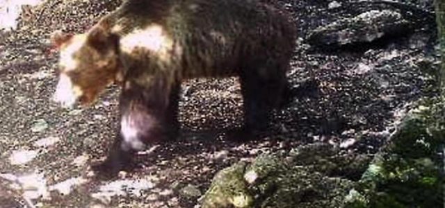 Costa: “l’orso M49 in Abruzzo? purtroppo non è una soluzione praticabile”