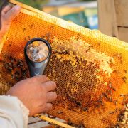 Clima pazzo, meno il 40% di produzione del miele