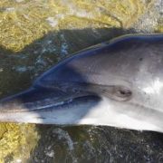 Continua la campagna a favore dell’obbligo vaccinale?… ora ci sono i delfini “morti di morbillo”…