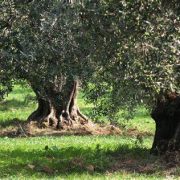 Buone Notizie… la Coldiretti comunica: eccellente stagione per l’olio d’oliva abruzzese