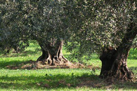 Buone Notizie… la Coldiretti comunica: eccellente stagione per l’olio d’oliva abruzzese
