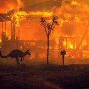 Australia, in manette oltre 180 persone per incedio doloso. E oltre 10.000 cammelli saranno abbattuti dai cecchini in elicottero