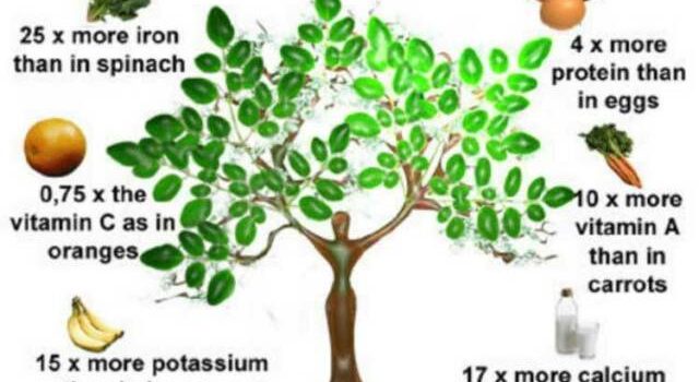 Moringa Oleifera, una pianta per rafforzare il sistema immunitario (e molto altro)