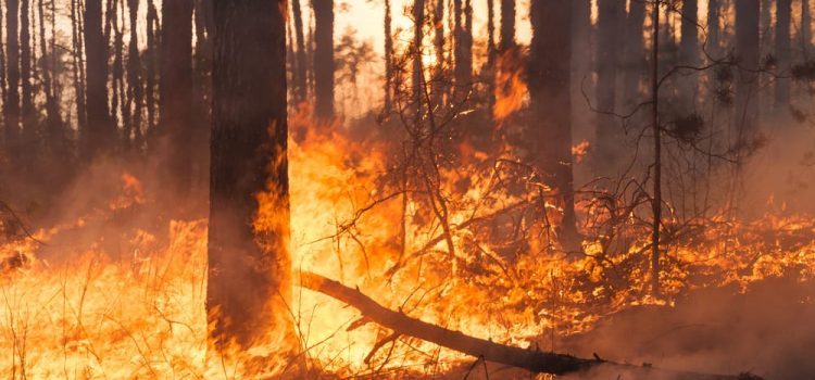 Gravissimo incendio nel Parco Nazionale del Gran Sasso (video)