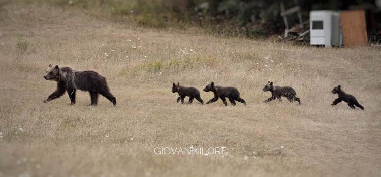 Cronache da Villalago: arriva nonna Gemma… a dar manforte a Orsa Annamaria nella gestione dei 4 cuccioli (video)